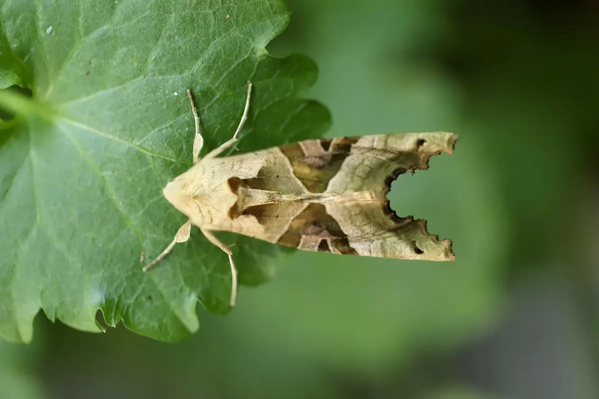 animal que representa a administração