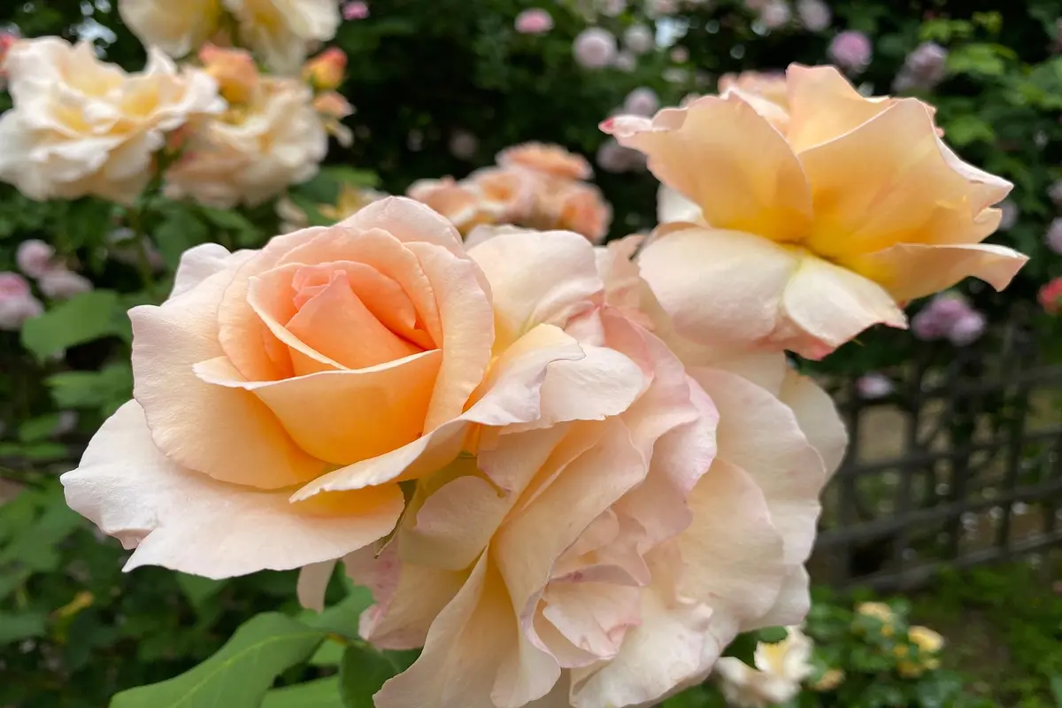 nomes bonitos para meninas