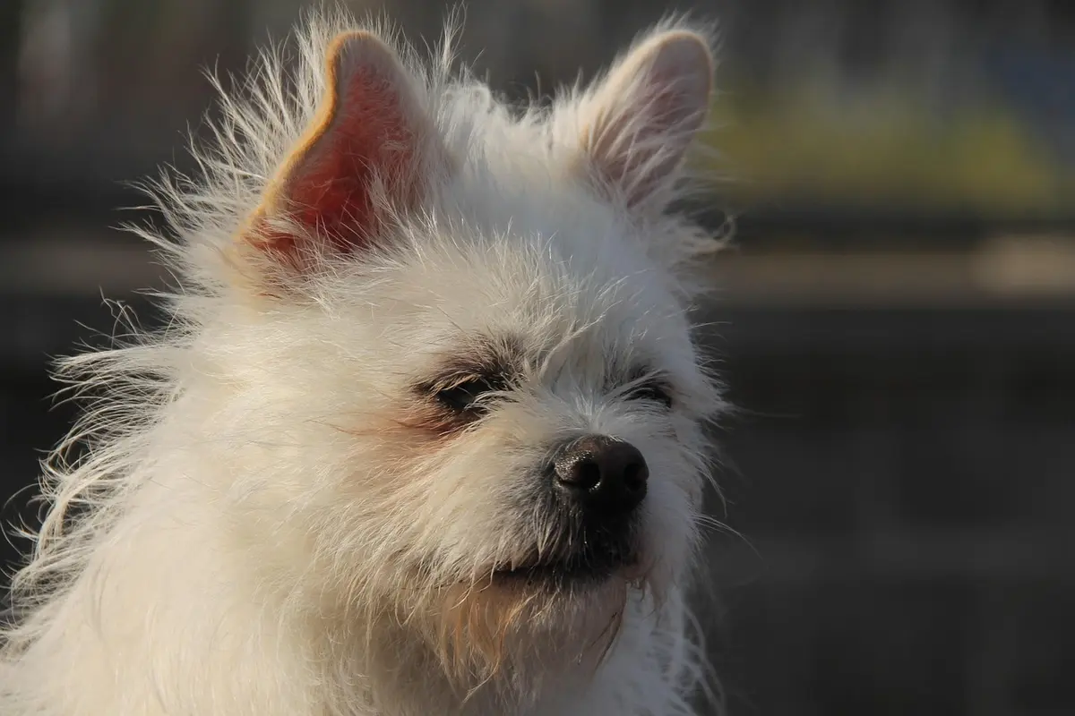 o que é facebook user