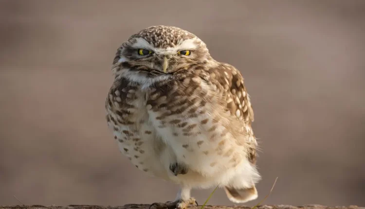 Animal que representa a administração: simbologia no mundo corporativo