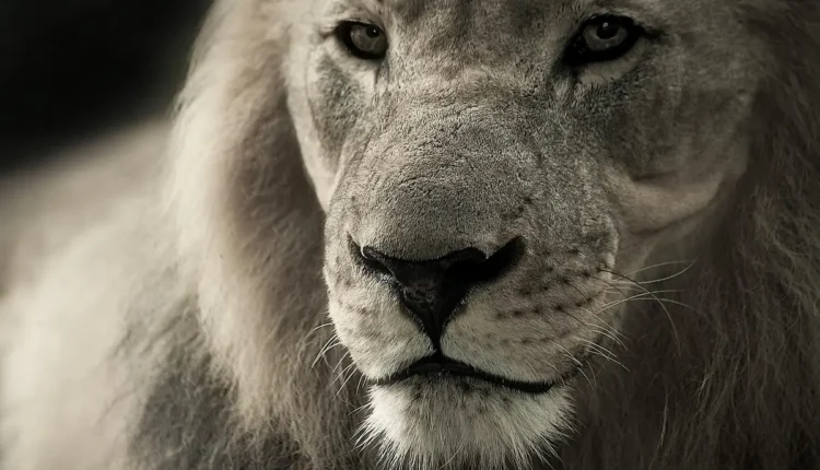 Animal que representa resiliência: símbolos de força e superação