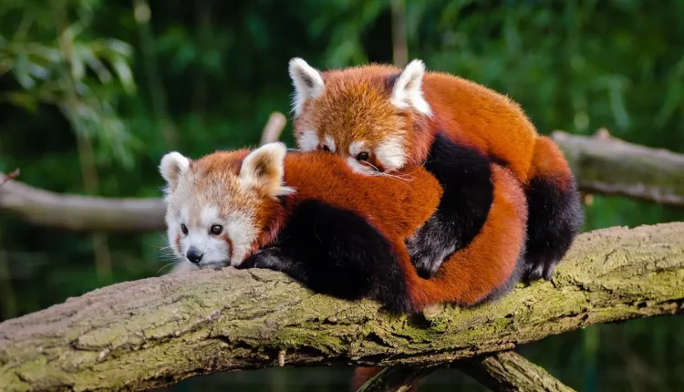 Apelido fofinho: 100 ideias carinhosas para pessoas especiais