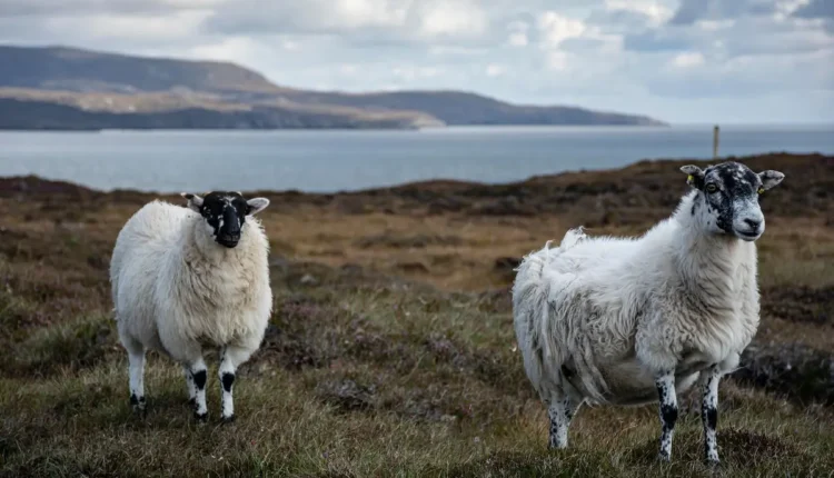 Apelidos carinhosos para namorada no WhatsApp: 60 ideias fofas