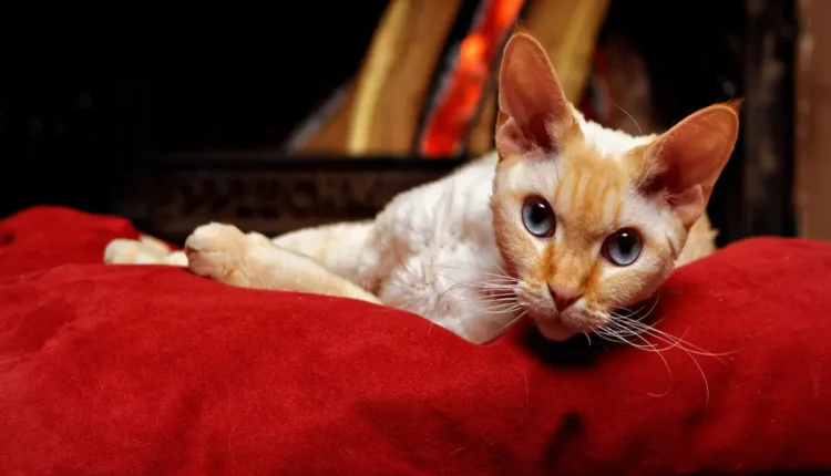 Arruda no travesseiro: para que serve e como usar