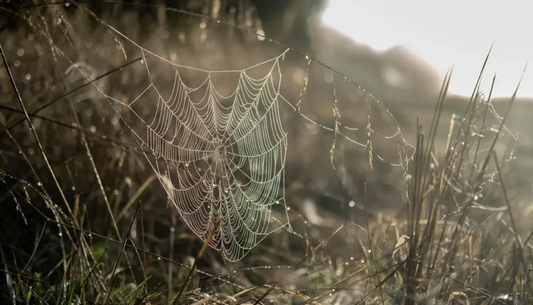Beleza e Otimização: Transforme Sua Busca Orgânica