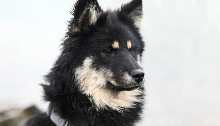 Cachorro pode comer strogonoff: riscos e ingredientes perigosos