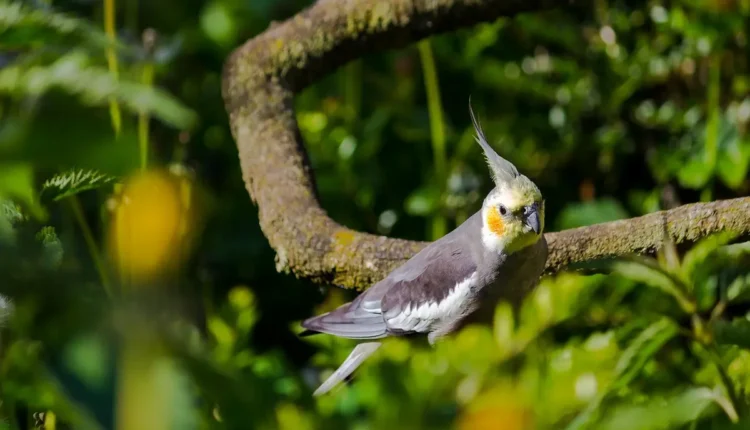 Calopsita pode tomar dipirona: perigos e medicamentos seguros