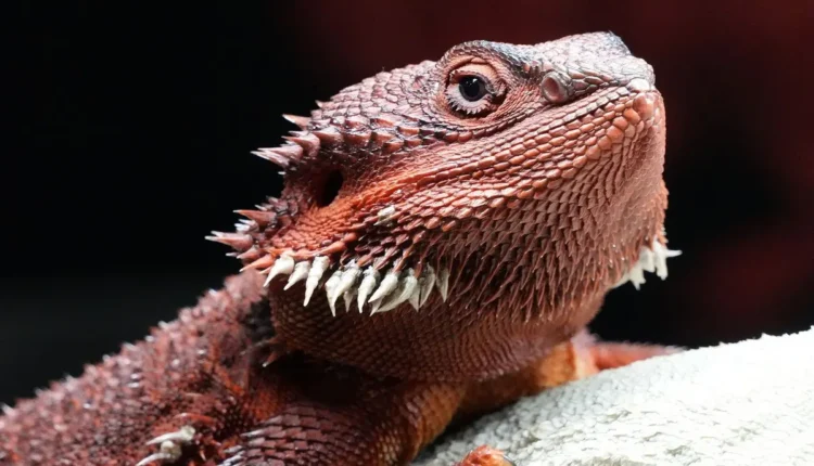 Como ver quem viu meu perfil no linkedin de graça: métodos funcionais