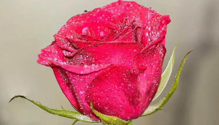 Descobrindo o Poder da Palavra Chave no SEO