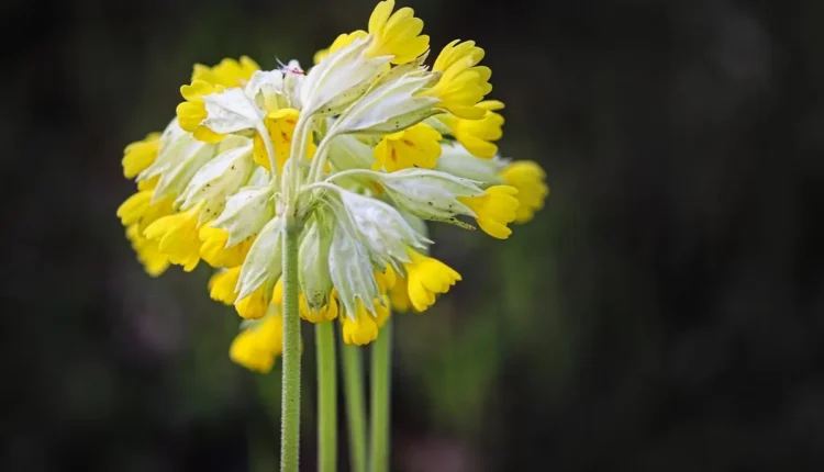 Descubra O Poder Da Palavra Chave Para SEO Perfeito