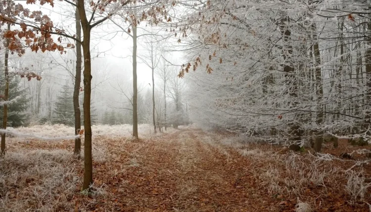 Descubra o Encanto do Silêncio