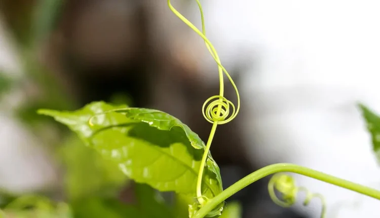 Descubra o Poder da Palavra-Chave para SEO Eficiente