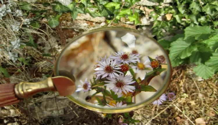 Descubra os Segredos da Busca Orgânica: Dicas de SEO para Começar Hoje