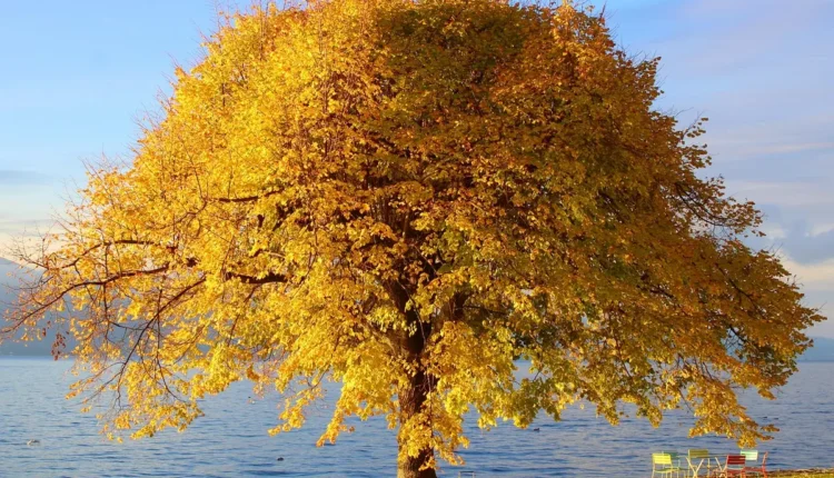 Descubra os Segredos da Otimização SEO no Mundo Orgânico