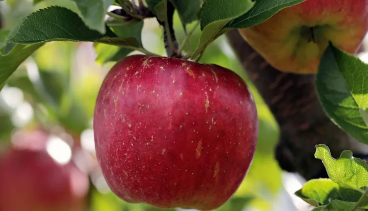 Desvendando os Benefícios do Marketing Orgânico na Era Digital