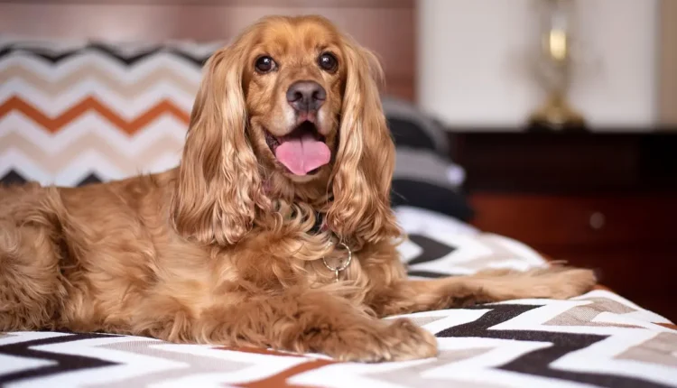 Dicas Essenciais para Criar Palavras-Chave Eficientes em SEO