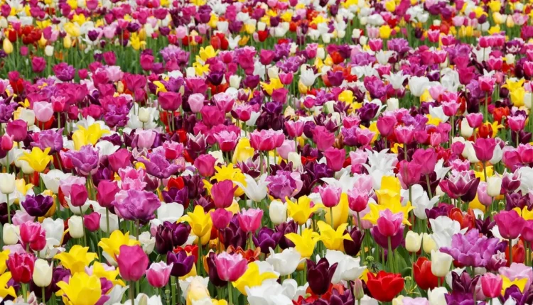 Dicas Essenciais para Criar um Jardim Sustentável