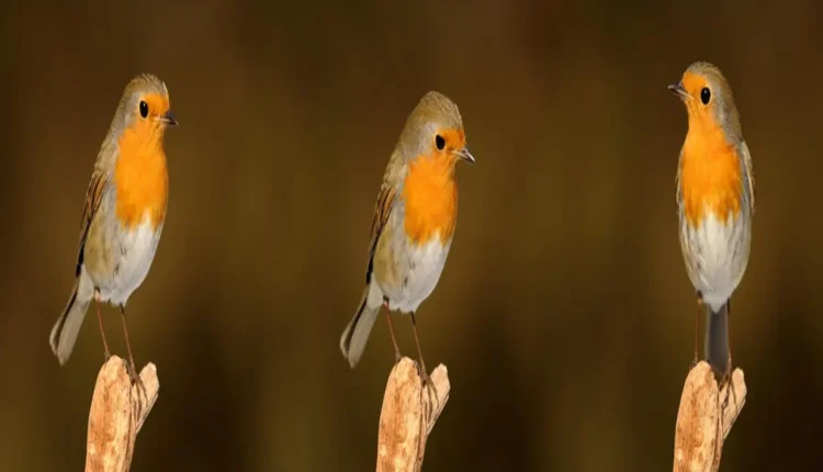 Dicas Essenciais para Transformar Seu Mundo com ""