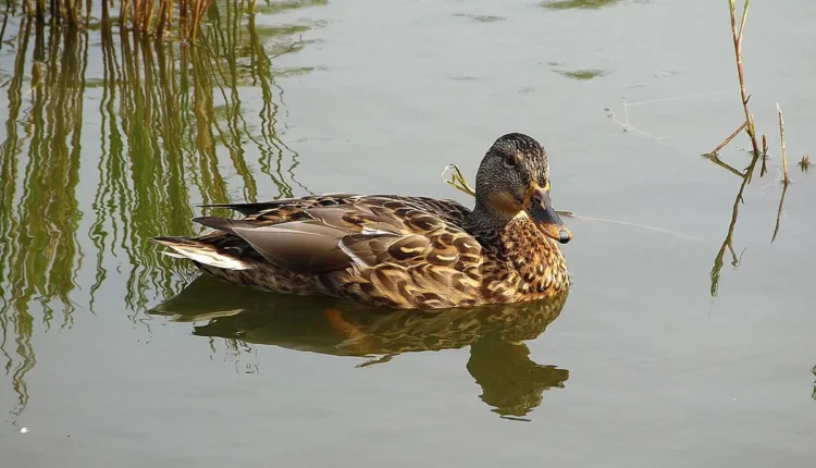 Dicas Incríveis Para Melhorar Seu Jogo de Palavras-Cruzadas