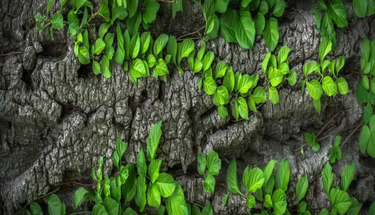 Dicas Infalíveis de Crescimento no Instagram