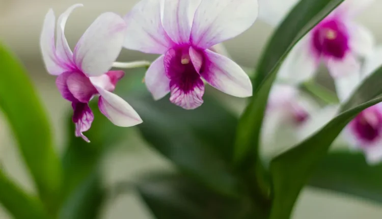 Flores Deslumbrantes: Guia Completo para Seu Jardim Florido