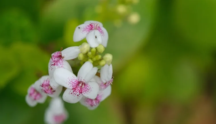 Florescer com Otimismo: O Guia Para uma Vida Positiva