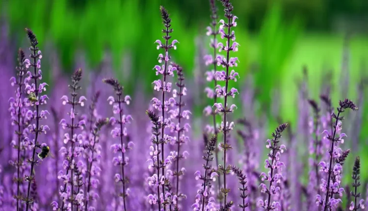 Guia Completo para Cuidar do Seu Jardim