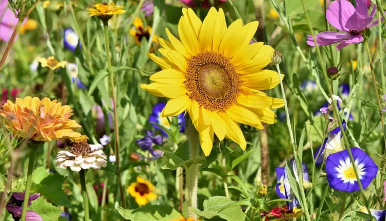 Ideias Criativas para Revitalizar seu Jardim