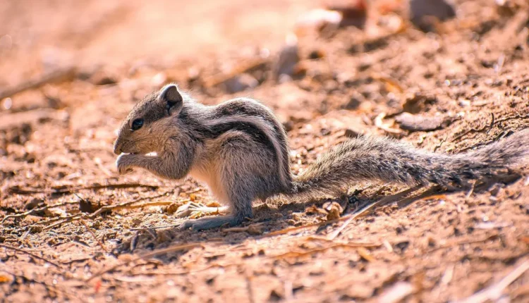 Inovações em Ciência do Solo para um Futuro Sustentável
