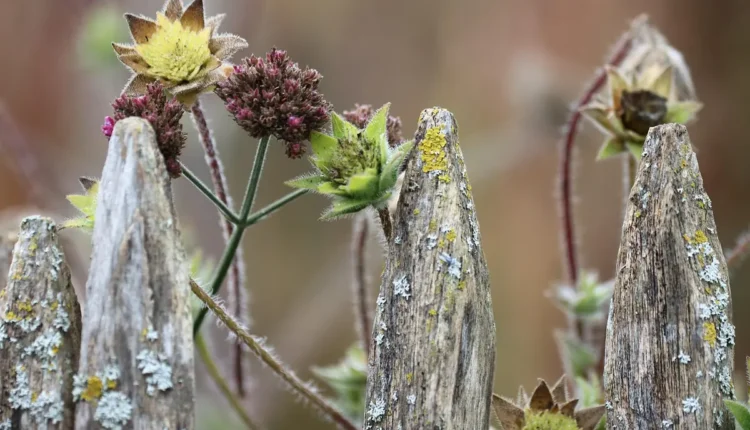 Jardinagem Sustentável: Dicas para um Jardim Ecológico