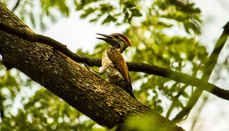 Jardins Verticais: Beleza Natural Para Seu Lar