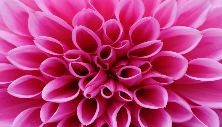 Jardins de Sonhos: Dicas para Criar o Seu Espaço Perfeito