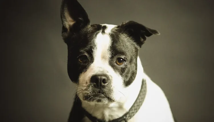 Lingua cachorro roxa: quando se preocupar com esta coloração