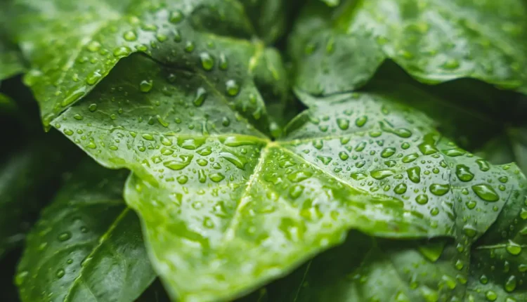 Meses que mais chove: calendário pluviométrico brasileiro