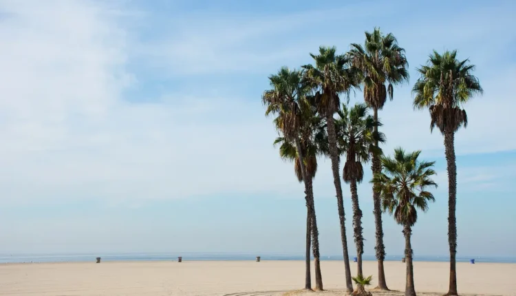 Monica boram: quem é e qual sua fortuna estimada