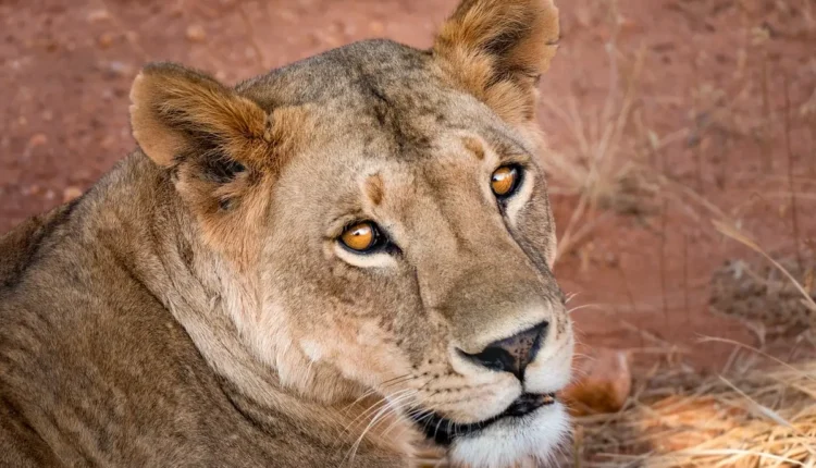 Média do tamanho do órgão masculino áfrica: dados científicos e mitos