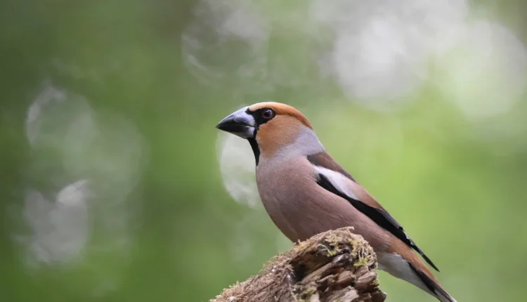Ncm disjuntores: classificação fiscal para materiais elétricos