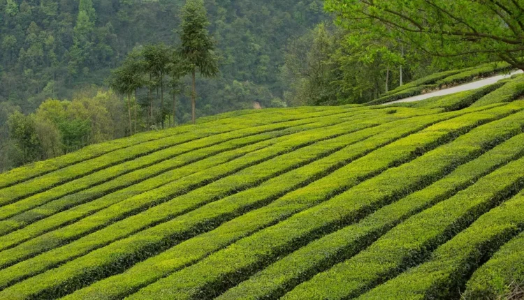 O que significa 7 no crime: entenda este código nas facções