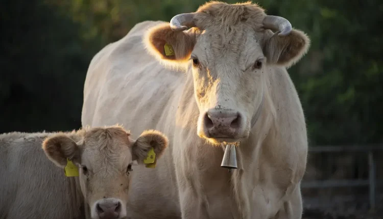 O que significa desconto off: entenda a diferença de percentual