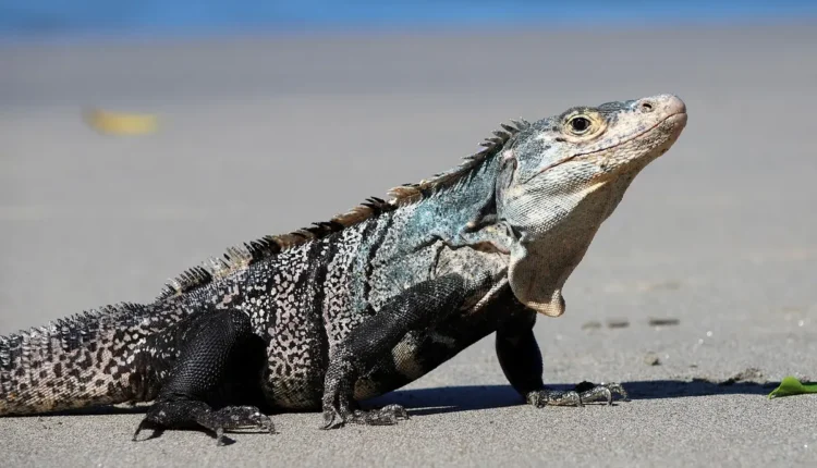 Onde fica Maragogi: guia completo do Caribe brasileiro