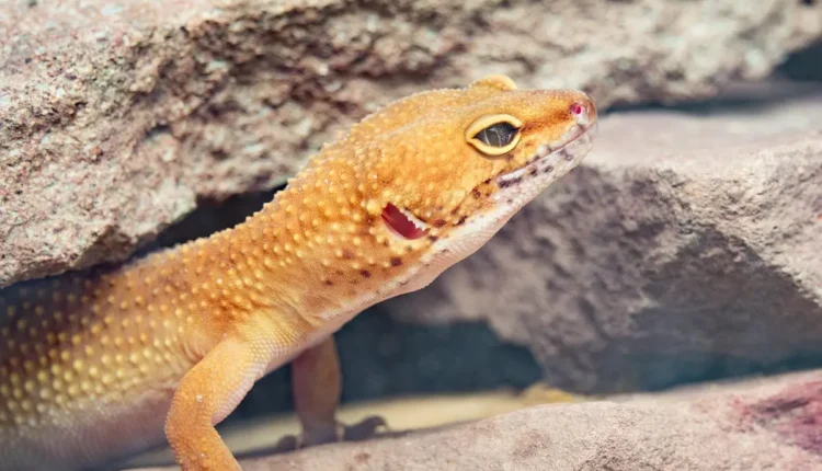 Porque a lagartixa fica parada por muito tempo: comportamento explicado