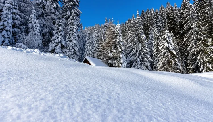 Posso usar selador de parede em madeira: compatibilidade de produtos