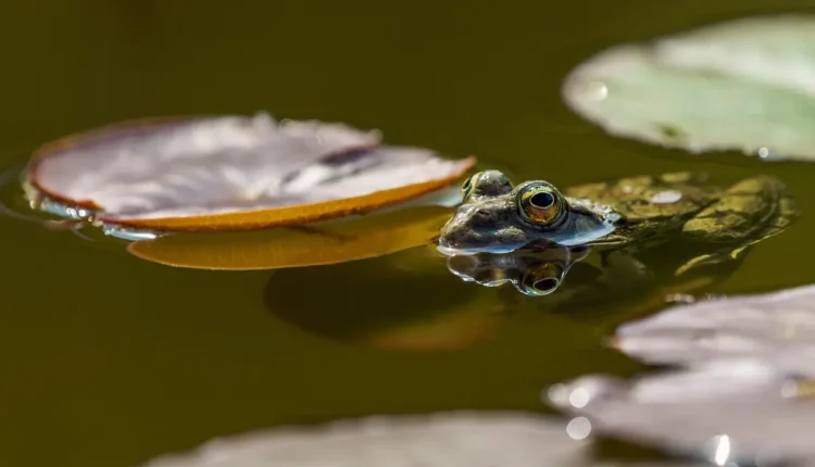 Quantos quilos tem 5 litros de água: conversão explicada de forma simples