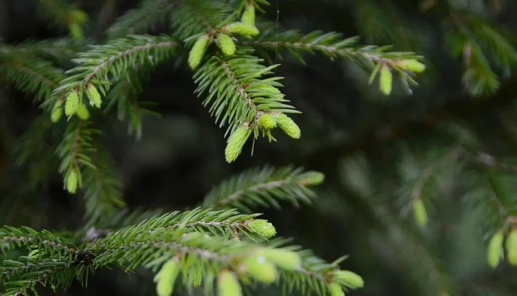 Salmo para esquecer o passado: oração poderosa de renovação