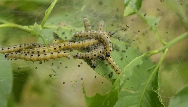 Segredos da Transformação através da Palavra-chave em Seu Blog