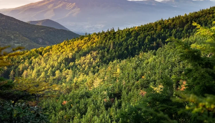 Segredos para Atrair Sucesso Orgânico na Web