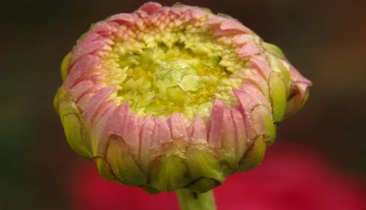 Segredos para Conquistar a Felicidade Verdadeira