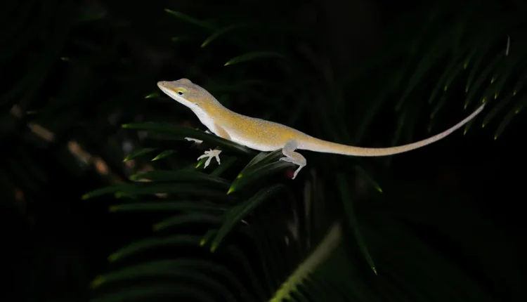 Segredos para Criar um Jardim Encantador e Sustentável