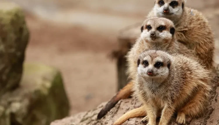 Sobrenome filho ou júnior: diferenças e quando usar cada um