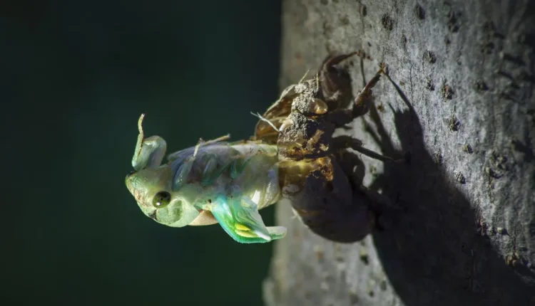 Tipos de percevejo: identificação rápida das espécies mais comuns